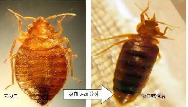 臭虫咬了有什么危害吗（臭虫生物特性与危害）