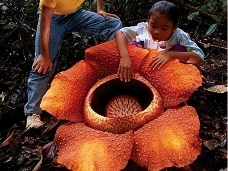 吃人植物存在吗（世界上真的有食人花吗? 食人花真的吃人吗?）