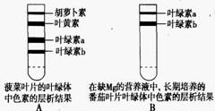 呼吸作用表达式是什么（光合呼吸作用的重要知识点）