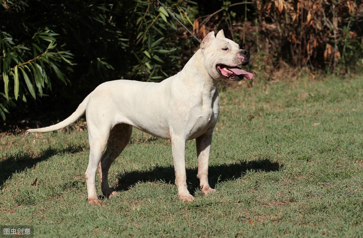 阿根廷杜高犬简介