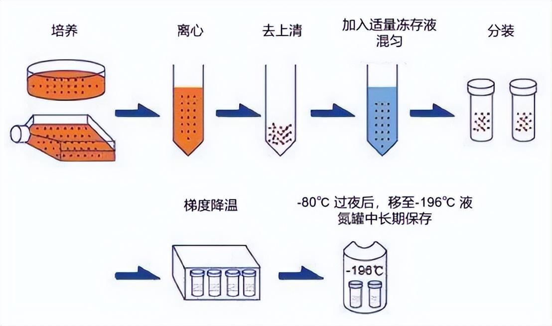 dmso是什么化学物质有毒吗（优秀的细胞冻存“工具人”——二甲基亚砜DMSO）