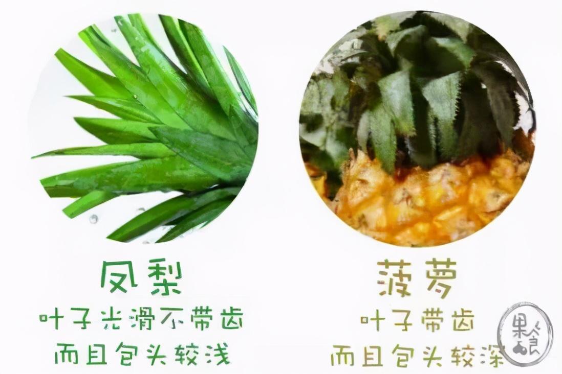 凤梨和菠萝有什么区别怎样辨别（菠萝和凤梨 只需四招完美区分）