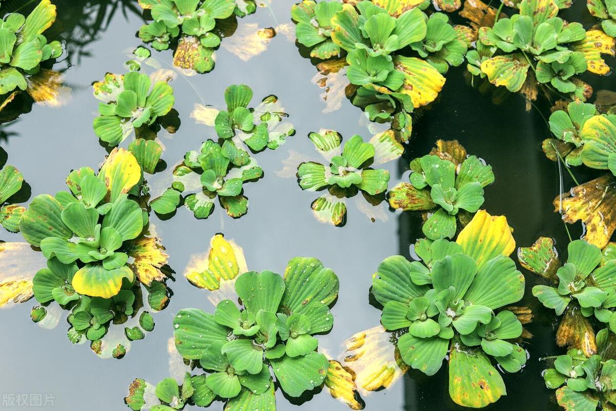 水草种子种植方法和注意事项（水生植物种子撒水里沾水就能冒芽吗？）