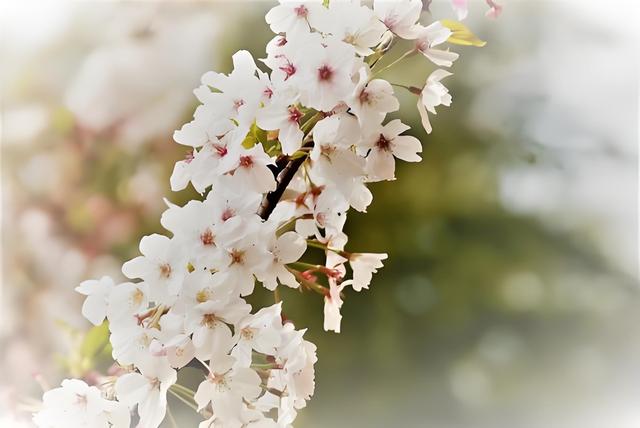 看樱花的季节是什么时候（樱花开的季节是几月份？）